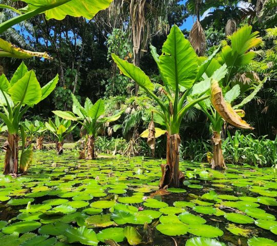 SEYCHELLES NATIONAL BOTANICAL GARDENS