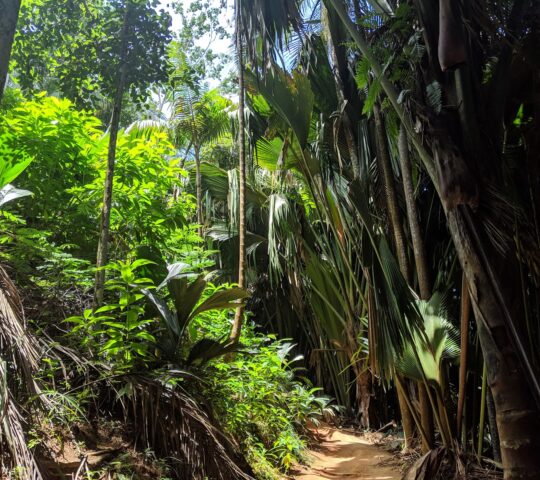 Vallée de Mai – Unesco World Heritage Site