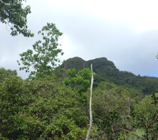 CASSEDENT