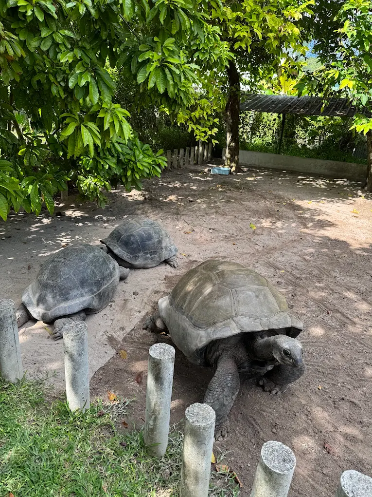 The Ultimate Wildlife Residency at AliBel Beach Villa, Mahe